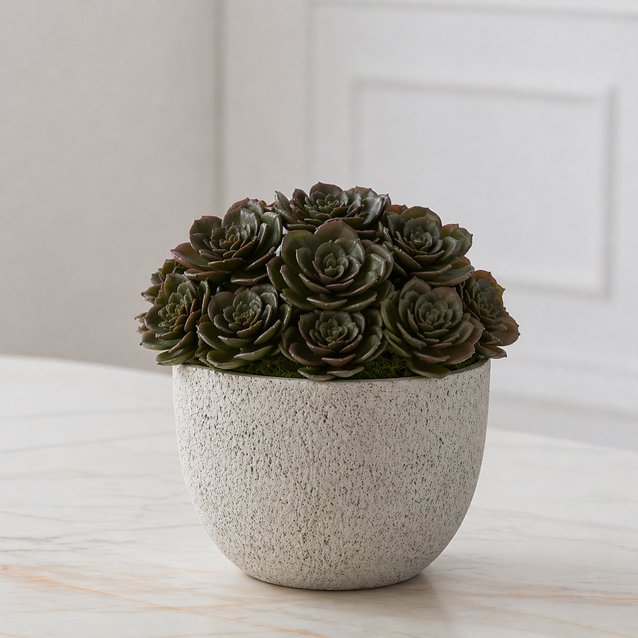 Echeveria succulent foliage