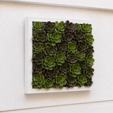 Echeveria succulent foliage