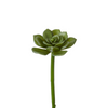 Feuillage de succulente à piquer