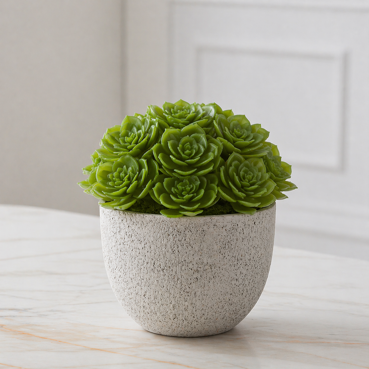 Echeveria succulent foliage