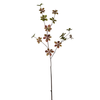 Feuillage d'Enkianthus