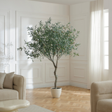 potted olive tree 240 cm