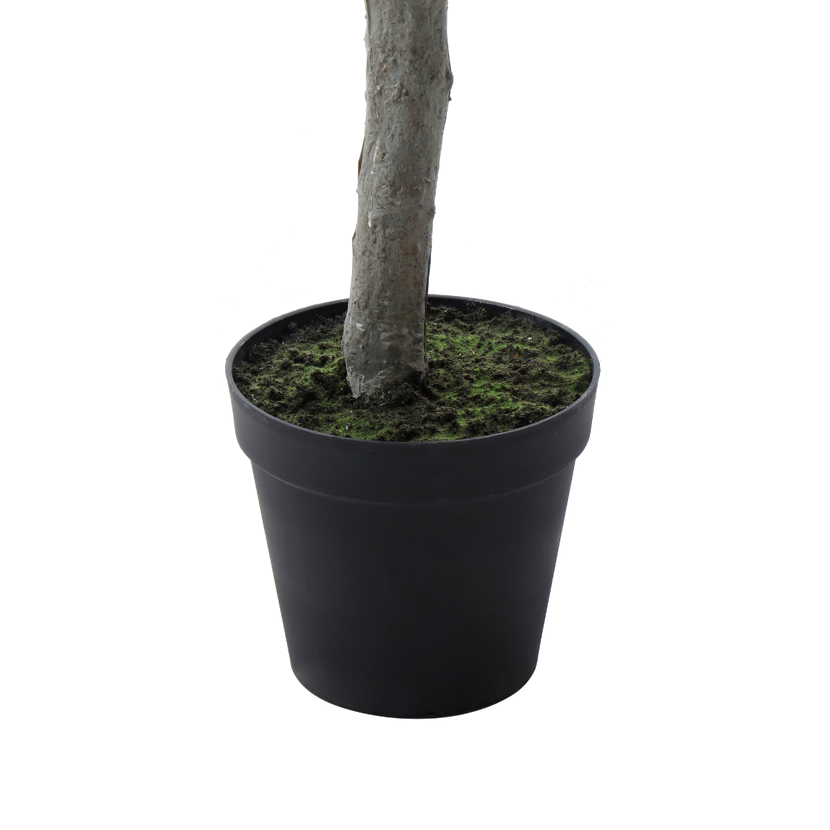 Olivo en maceta 240cm