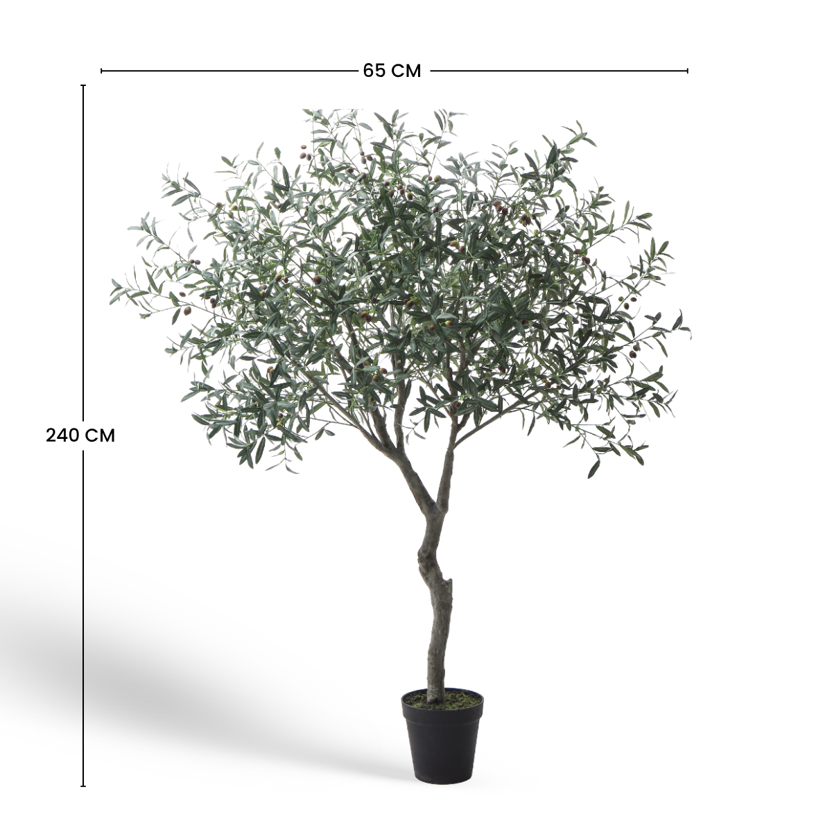 Olivo en maceta 240cm