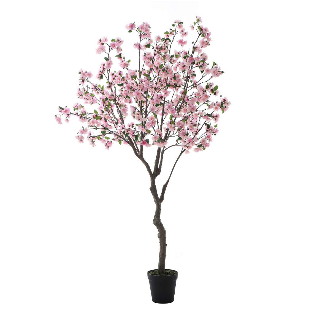 Cerezo en maceta 245cm