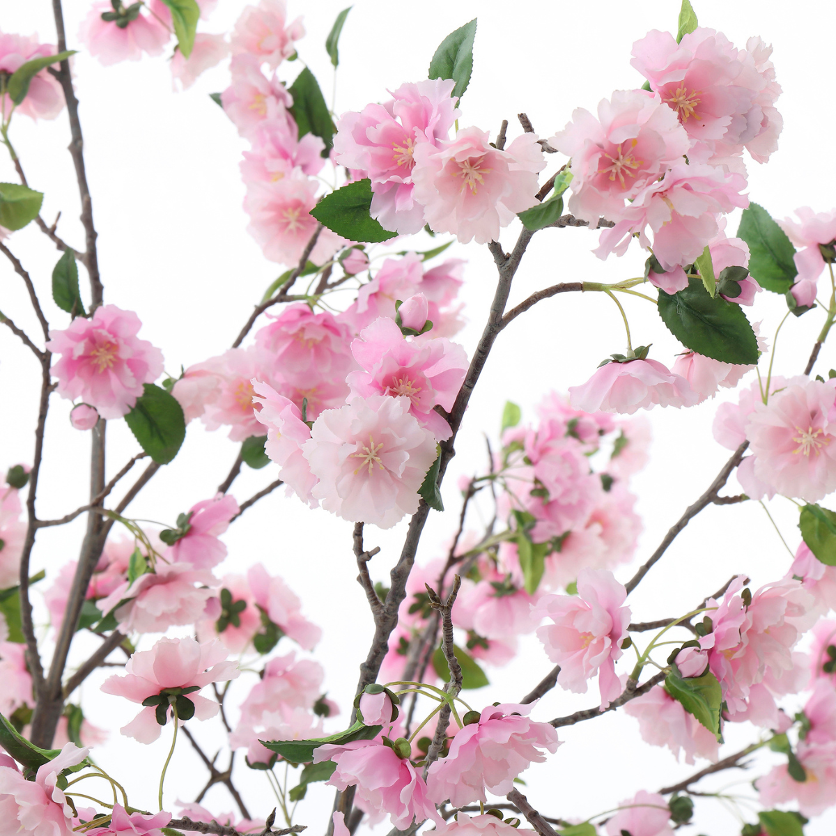 Cerezo en maceta 245cm