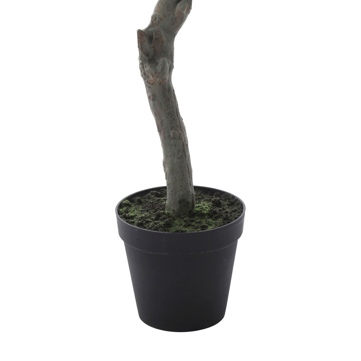 Cerezo en maceta 245cm