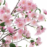 Flowering cherry tree in pot 210cm