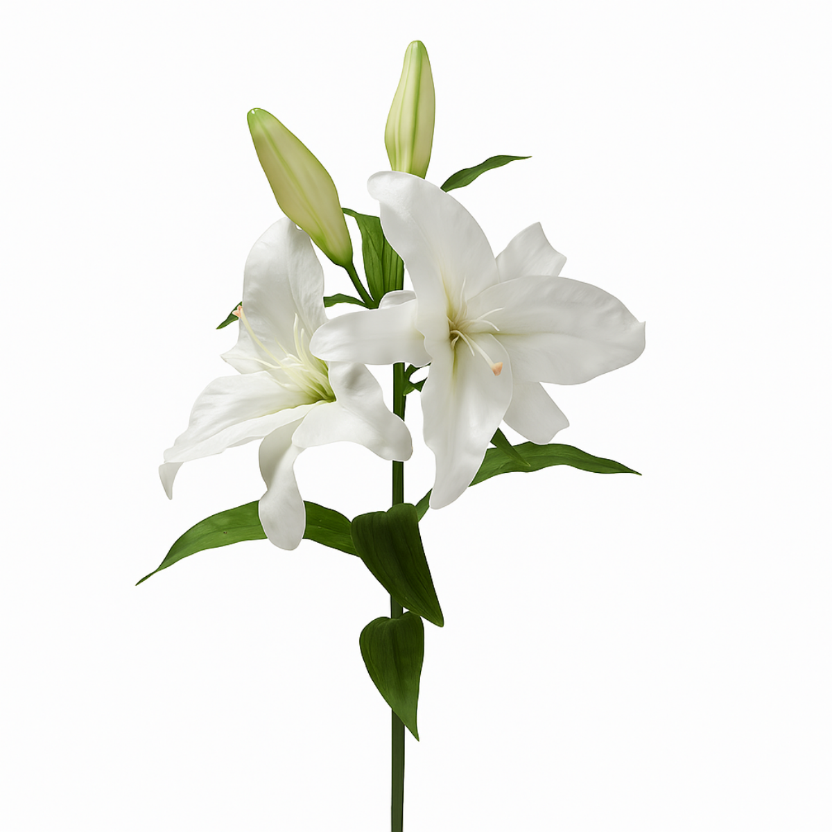 Tige de Lys Casablanca Premium 95 cm