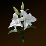 Casablanca Premium Lily Stem 95 cm
