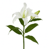 Tallo de lirio Casablanca premium de 65 cm