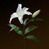Casablanca Premium Lily Stem 65 cm