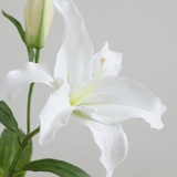 Casablanca Premium Lily Stem 65 cm