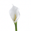 Tige d'Arum spathe court Premium 75cm
