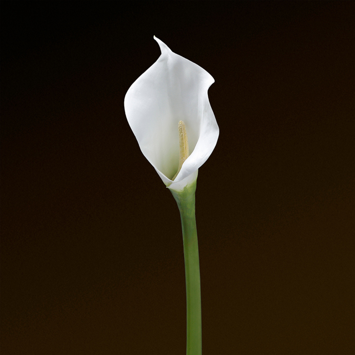 Tige d'Arum spathe court Premium 75cm