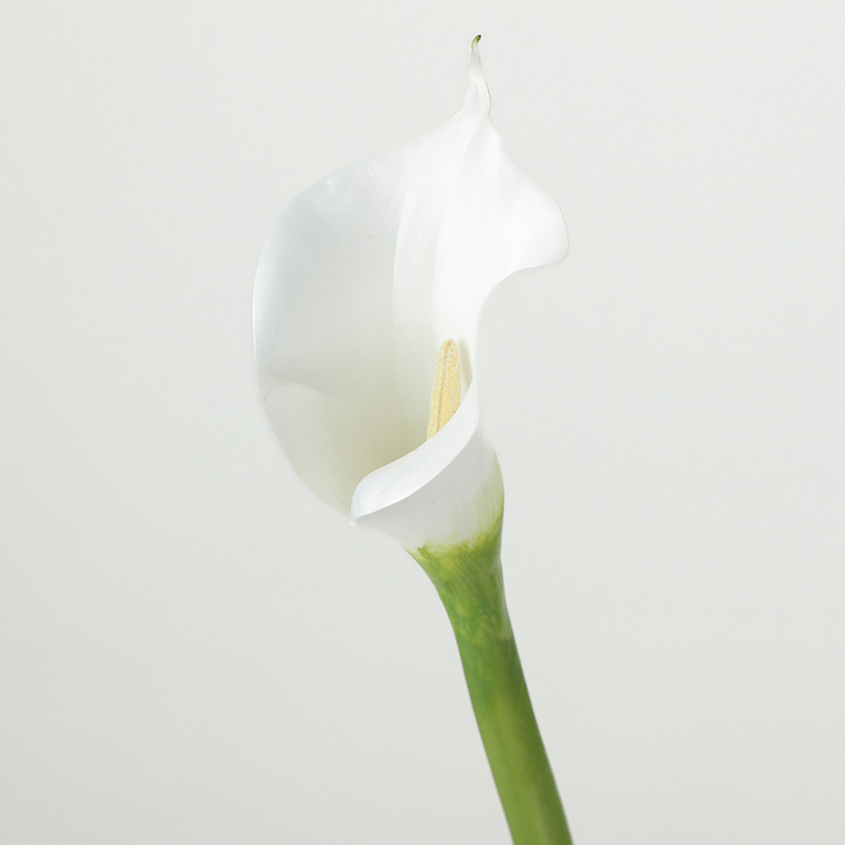 Tige d'Arum spathe court Premium 75cm