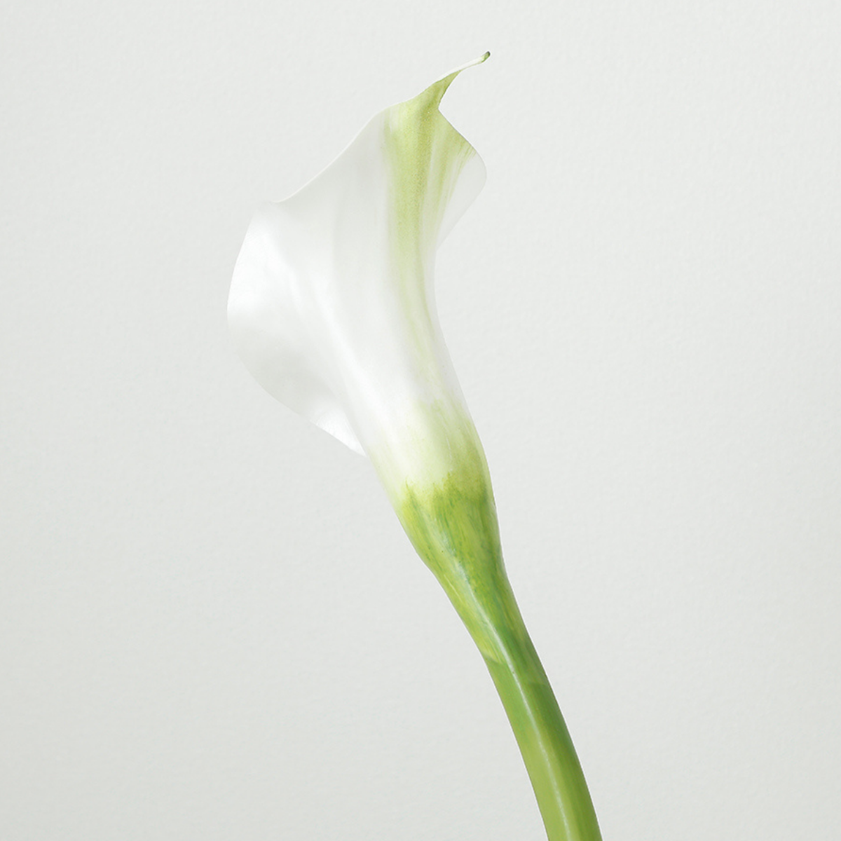 Tige d'Arum spathe court Premium 75cm