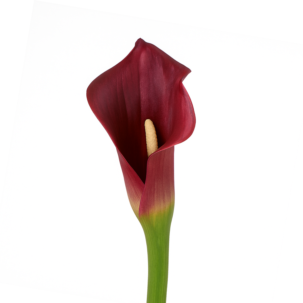 Tige d'Arum spathe court Premium 75cm