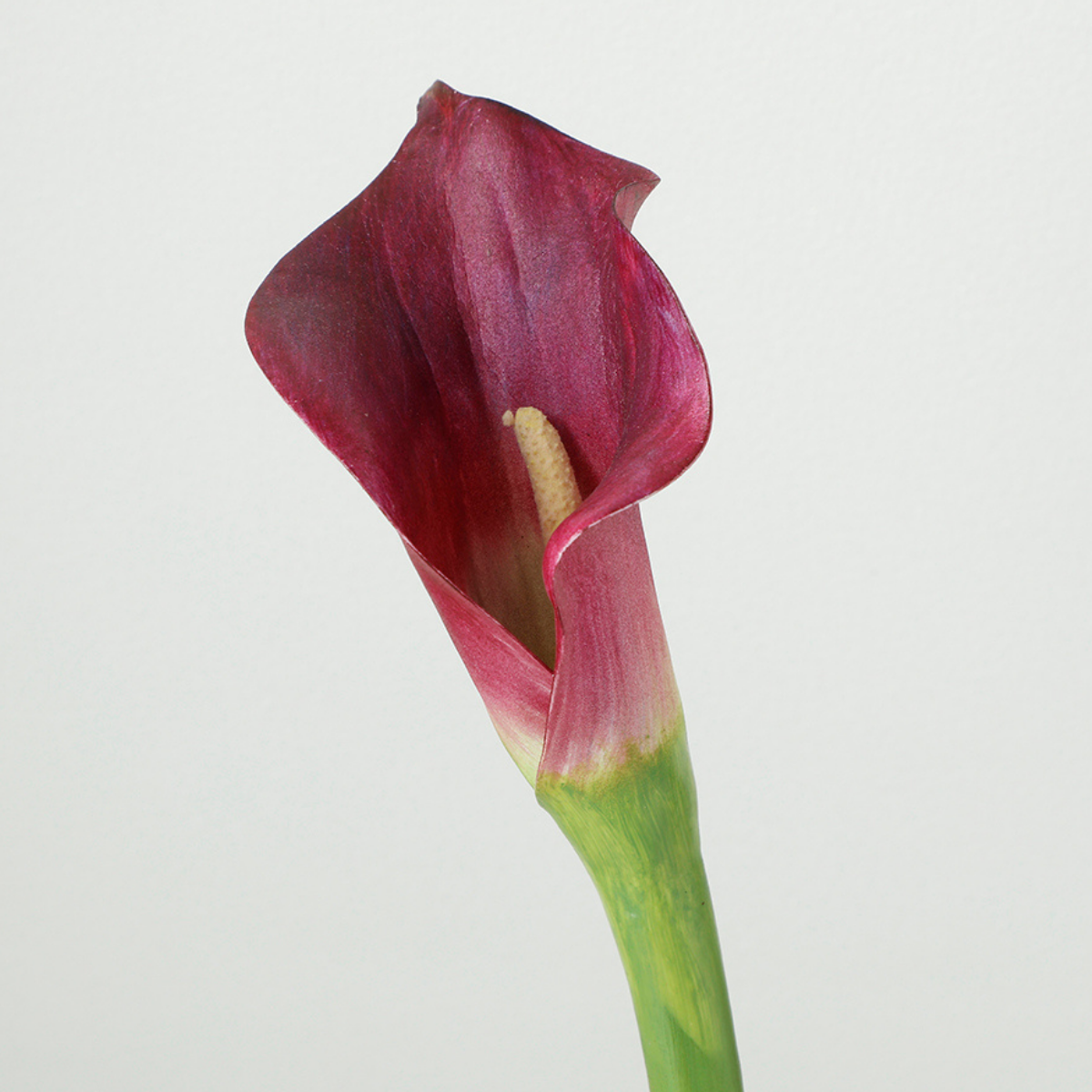 Tige d'Arum spathe court Premium 75cm