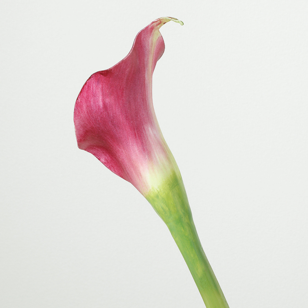 Tige d'Arum spathe court Premium 75cm