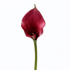 Tige d'Arum long spathe Premium 75cm