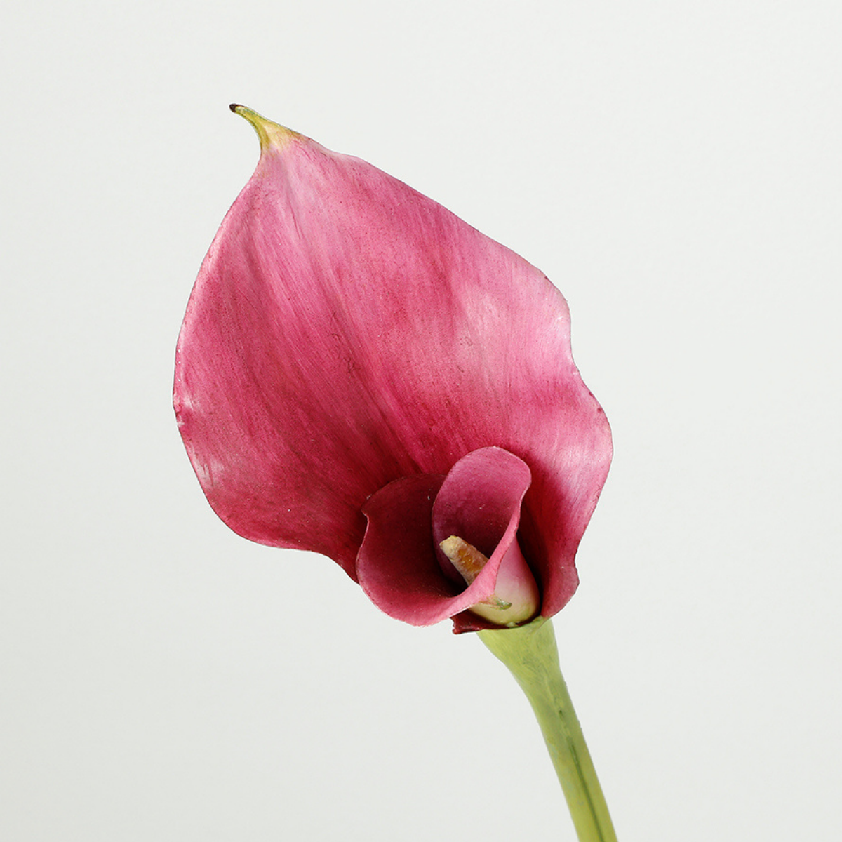 Tige d'Arum long spathe Premium 75cm