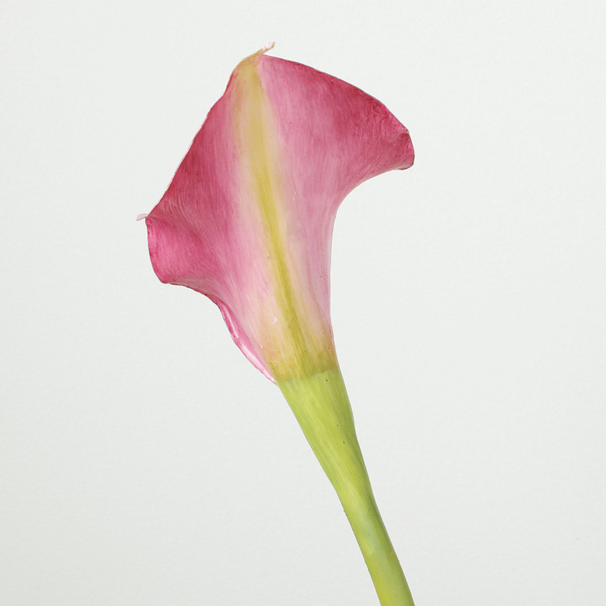 Tige d'Arum long spathe Premium 75cm