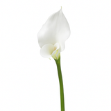 Premium 75cm long spathe Arum stem