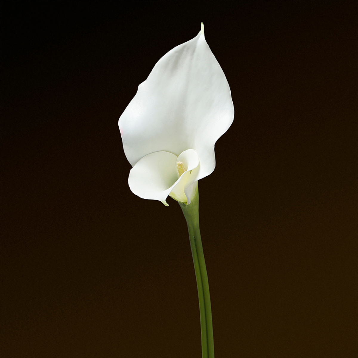 Tige d'Arum long spathe Premium 75cm