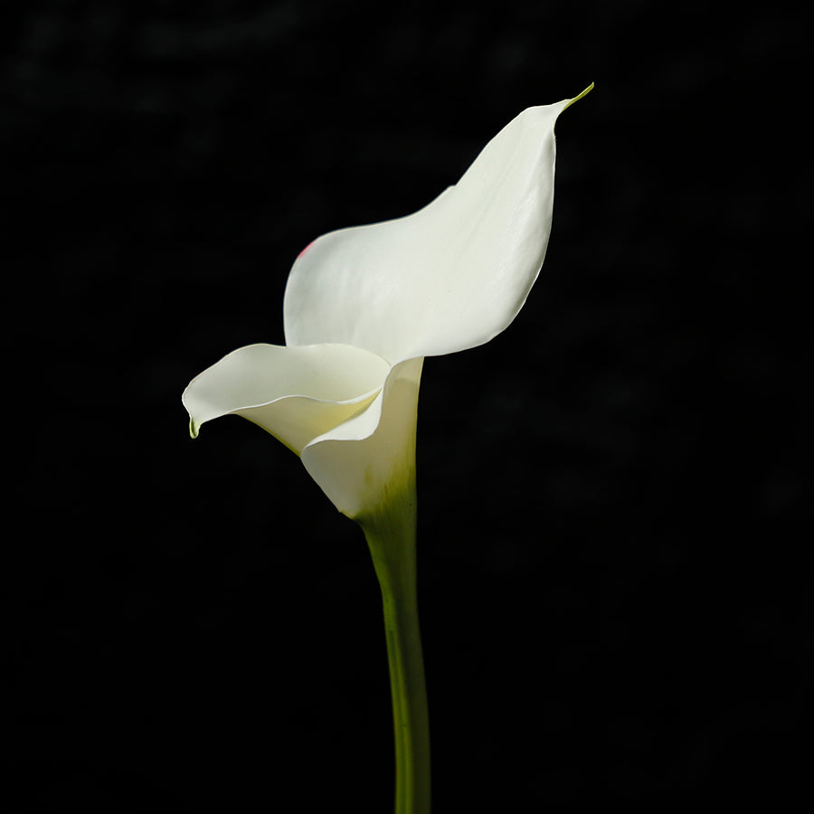 Tige d'Arum long spathe Premium 75cm