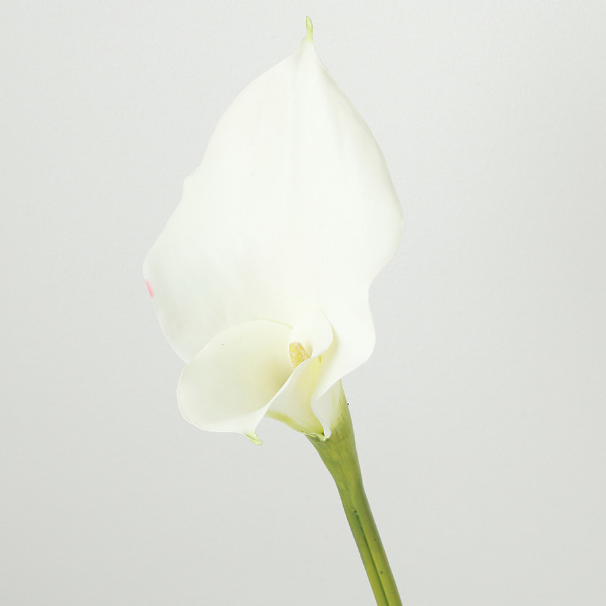 Tige d'Arum long spathe Premium 75cm