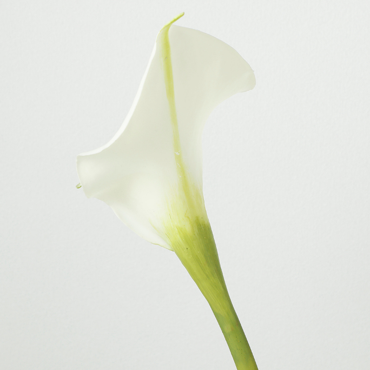 Tige d'Arum long spathe Premium 75cm