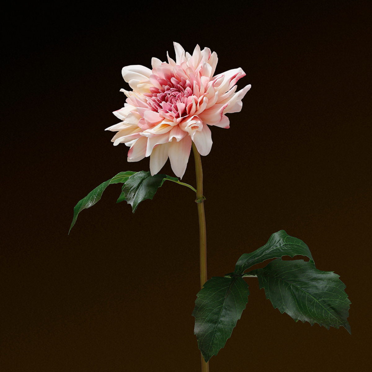 Tige de Dahlia Premium 50cm
