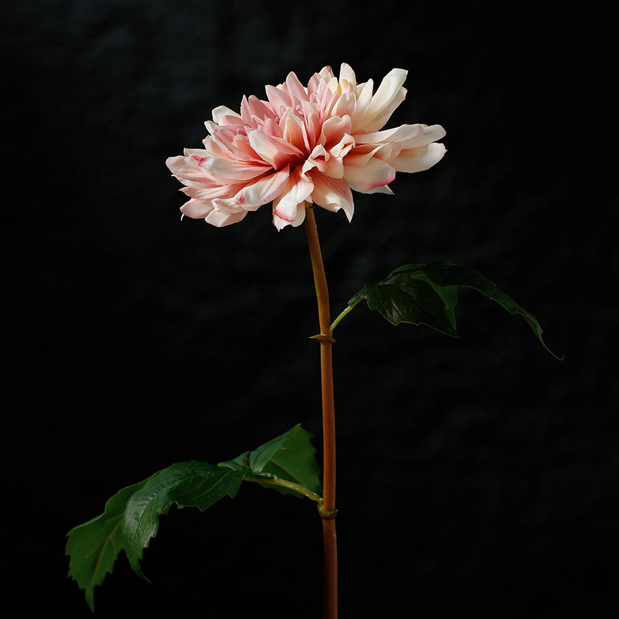 Tige de Dahlia Premium 50cm