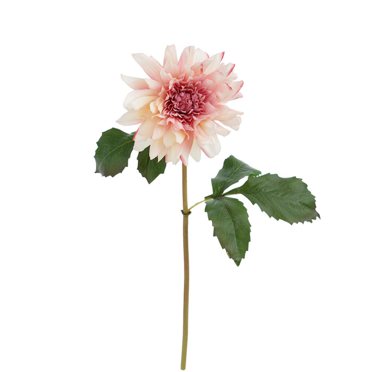 Tige de Dahlia Premium 50cm