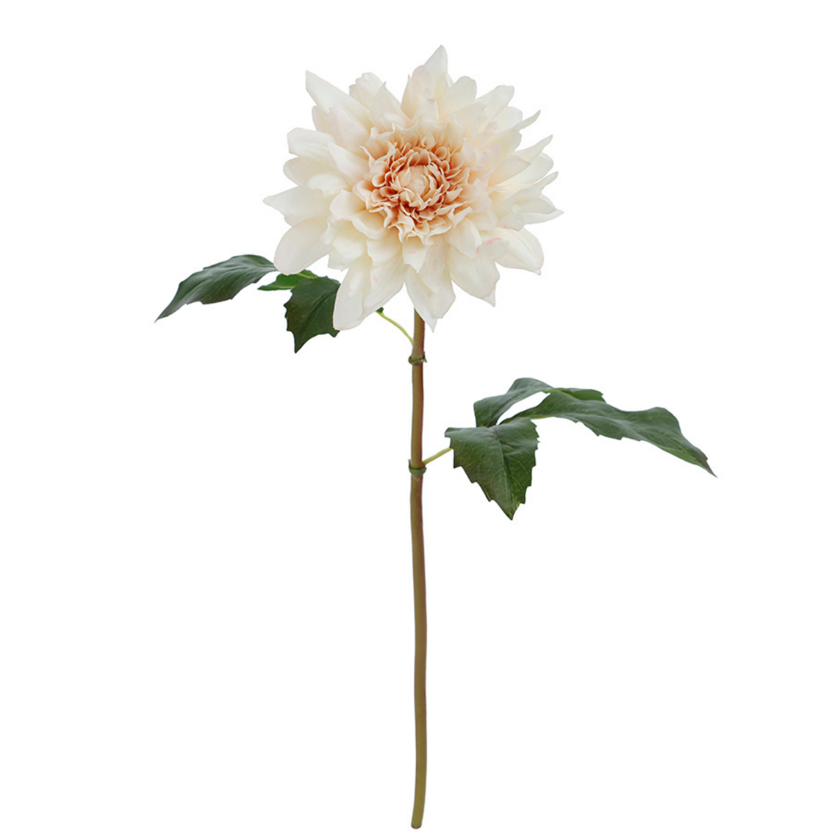 Tige de Dahlia Premium 50cm