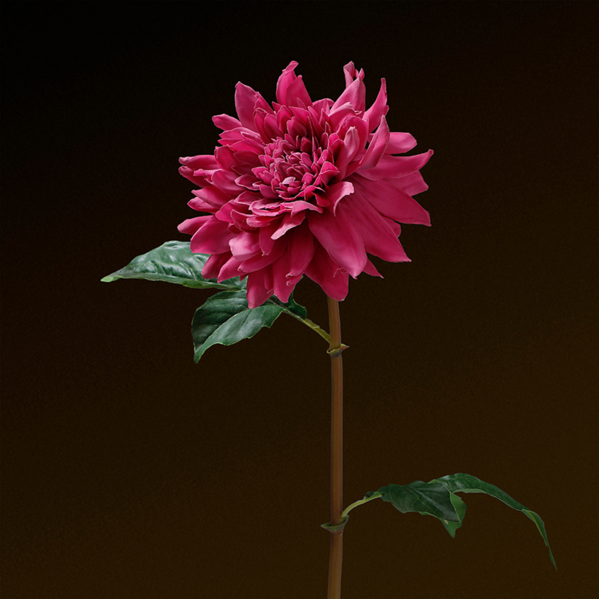Tige de Dahlia Premium 50cm
