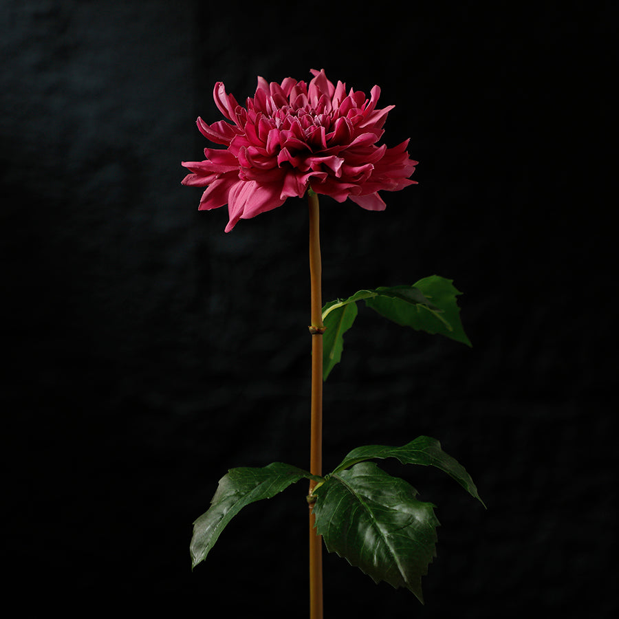 Tige de Dahlia Premium 50cm