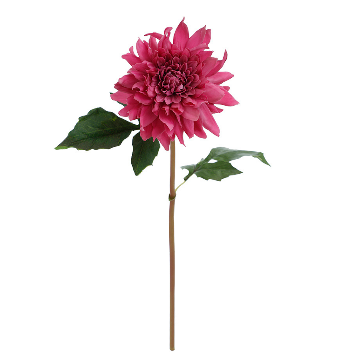 Tige de Dahlia Premium 50cm