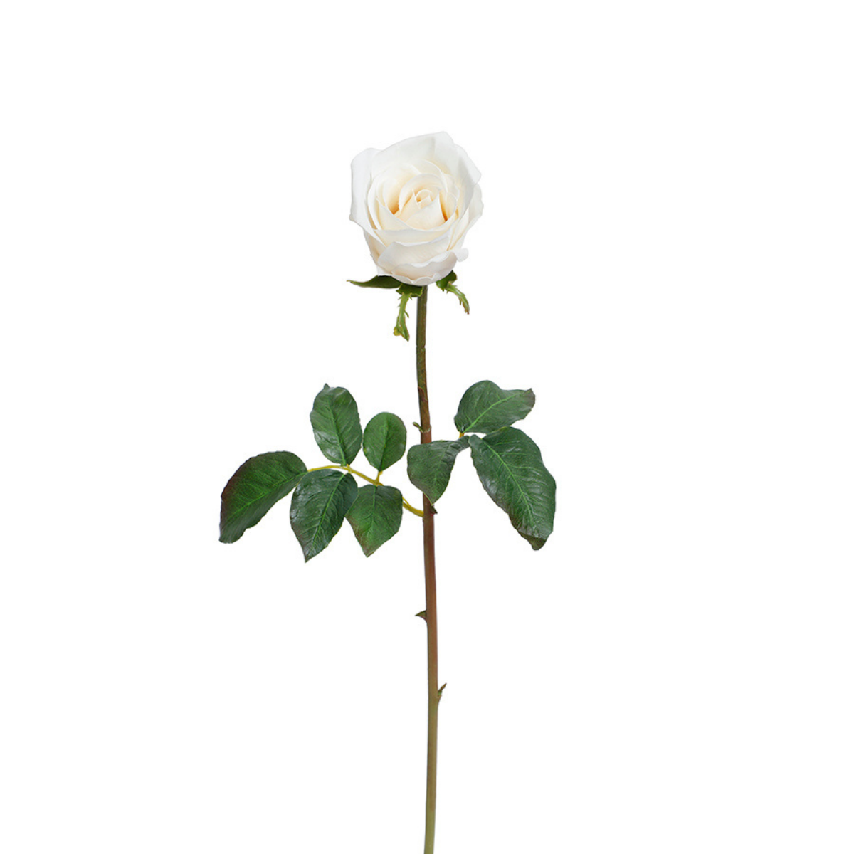 Tige de Rose fermée Premium 50cm