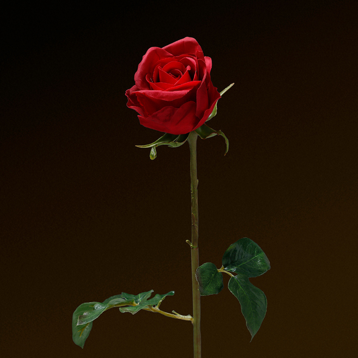 Tige de Rose fermée Premium 50cm