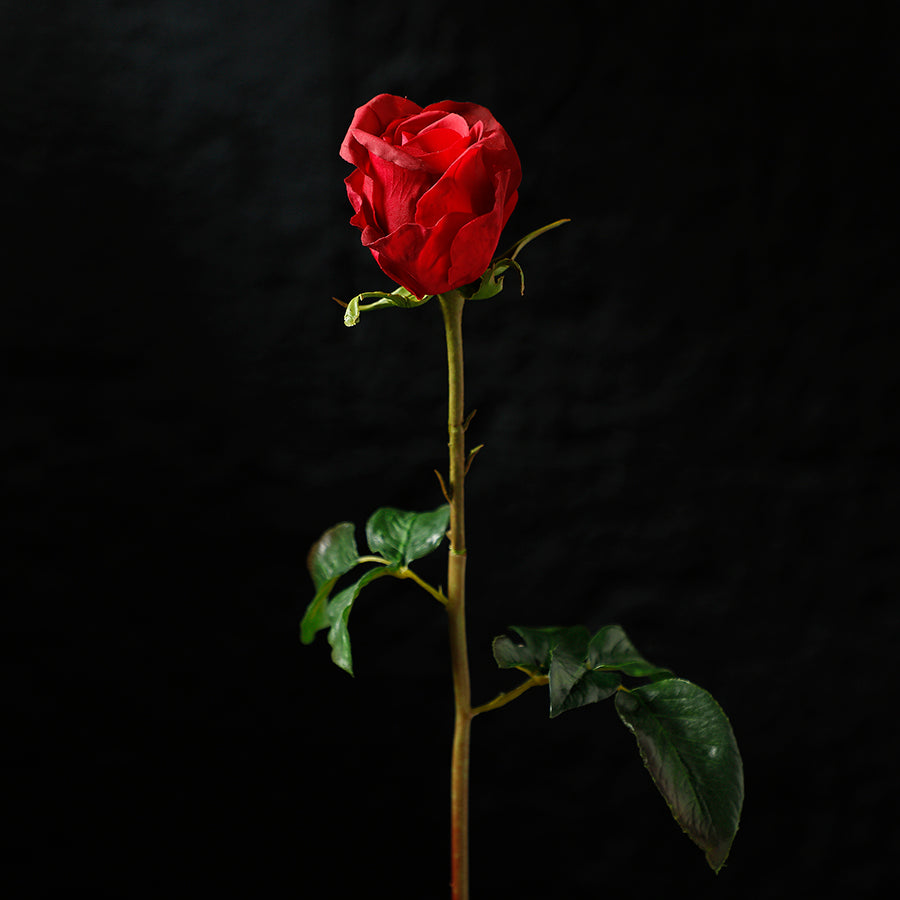 Tige de Rose fermée Premium 50cm