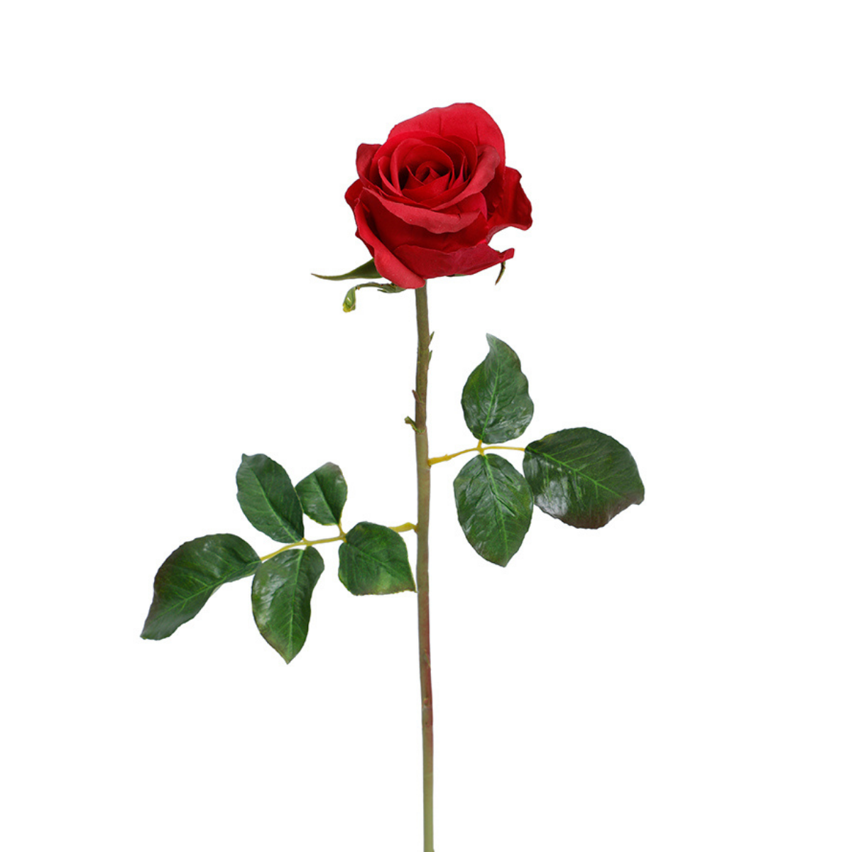 Tige de Rose fermée Premium 50cm