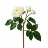 Tige de Rose ouverte avec bourgeons Premium 55cm