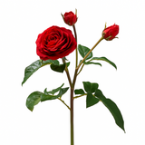 Premium 55cm Open Rose Stem with Buds