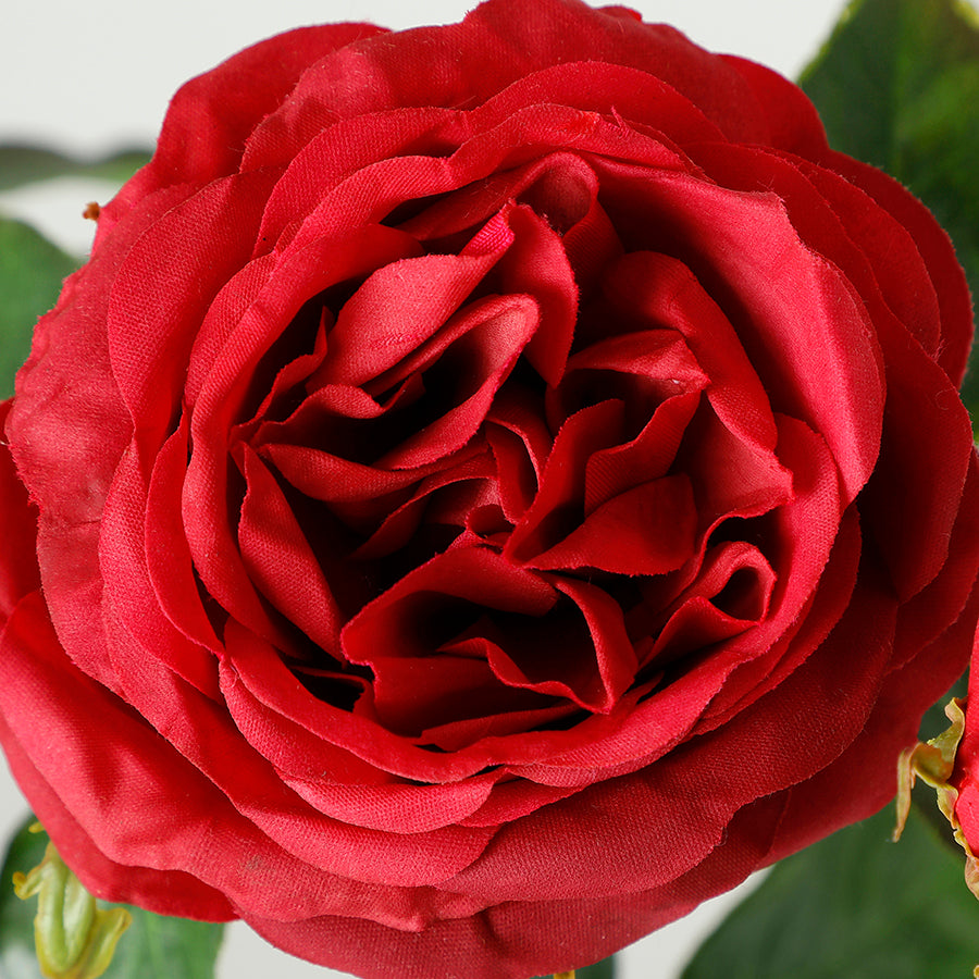 Tige de Rose ouverte avec bourgeons Premium 55cm