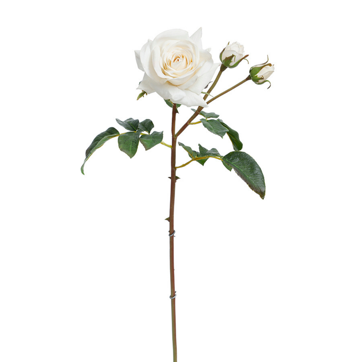 Tige de Rose ouverte avec bourgeons Premium 56cm