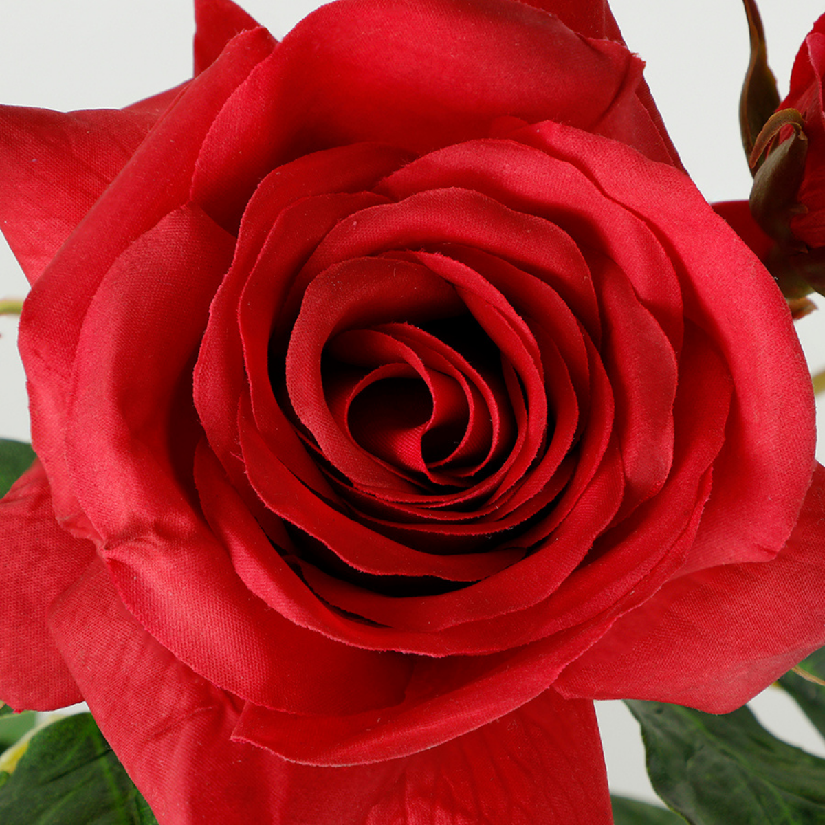 Tige de Rose ouverte avec bourgeons Premium 56cm