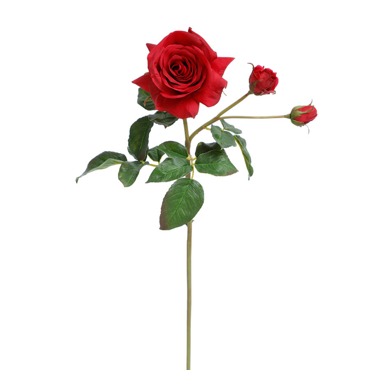 Tige de Rose ouverte avec bourgeons Premium 56cm