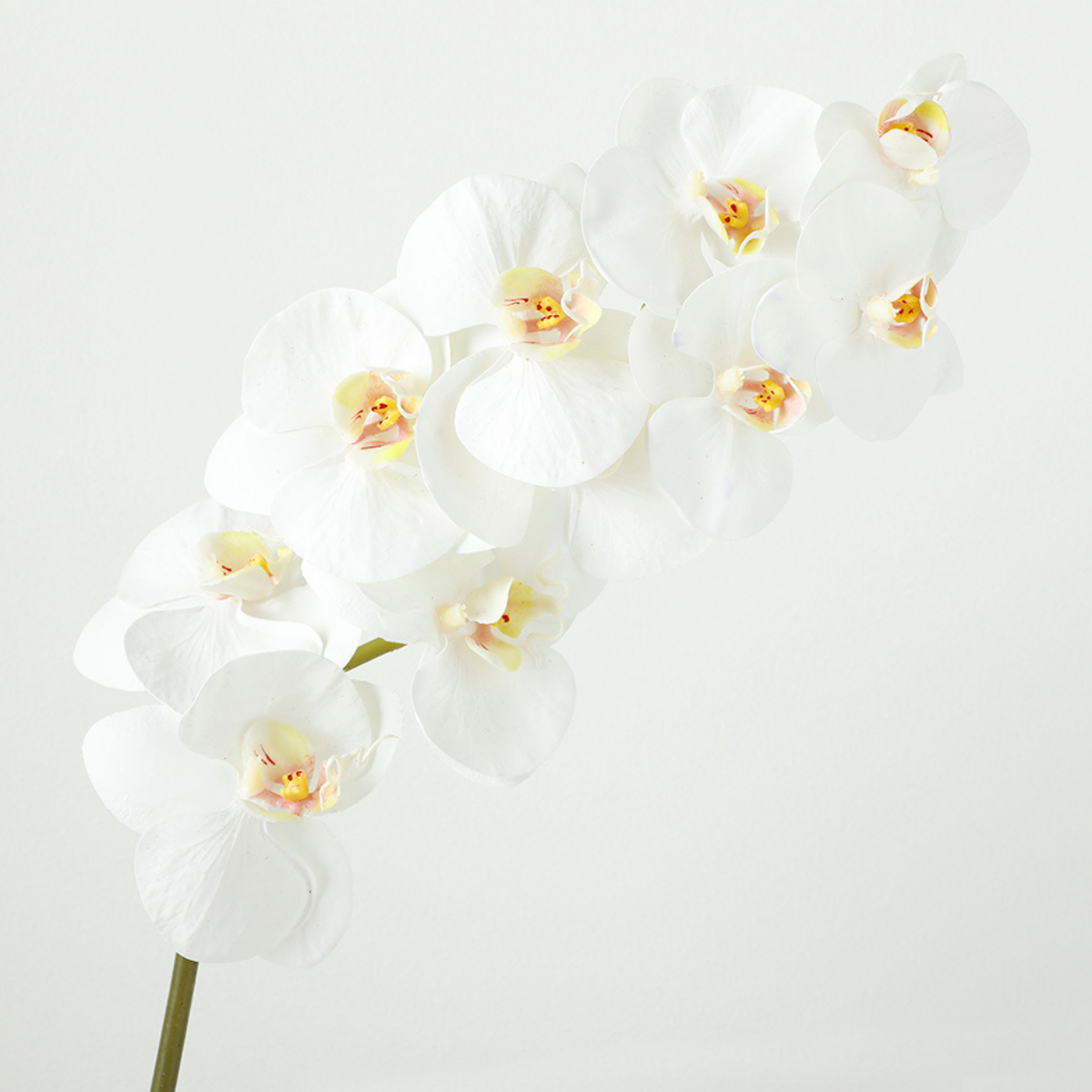 Tige d'Orchidée Premium 100cm